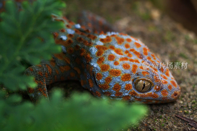 壁虎(Gekko gecko)